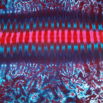 Burgandy tracks -ladies tie dye