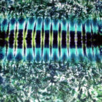 Light Green Zipper tie dye