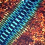 Rusty Zipper- ladies tie dye
